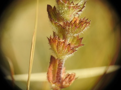 Euphrasia officinalis