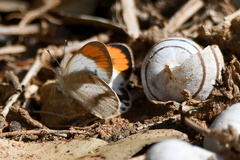 Colotis euippe omphale
