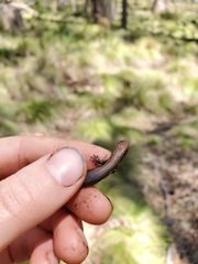 Lampropholis delicata