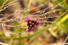 Moraea lurida