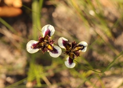 Moraea lurida