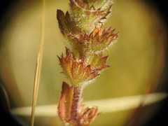 Euphrasia officinalis