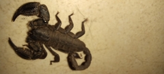 Opisthacanthus capensis