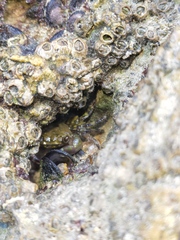 Pachygrapsus