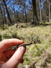 Lampropholis delicata