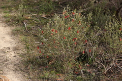 Correa reflexa scabridula