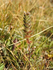 Euphrasia officinalis