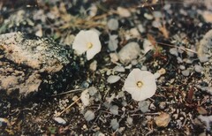 Convolvulus verecundus