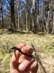 Lampropholis delicata