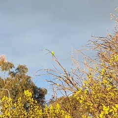 Polytelis swainsonii