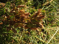 Gentianella campestris