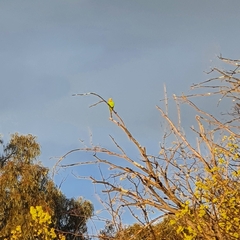 Polytelis swainsonii