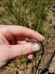 Lampropholis delicata