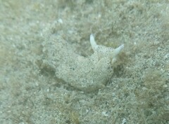 Plakobranchus ocellatus