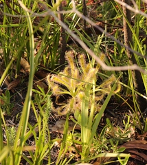 Drosera hilaris