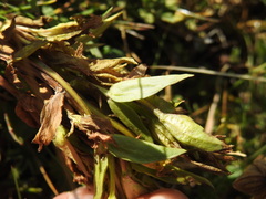 Gentianella campestris