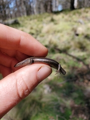 Lampropholis delicata