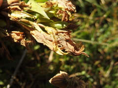 Gentianella campestris