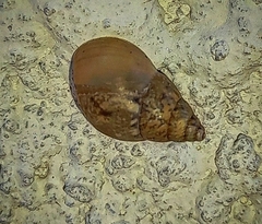 Bulimulus