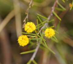 Acacia brownii