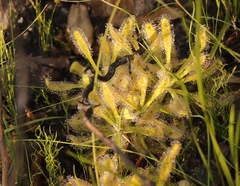 Drosera hilaris