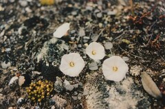 Convolvulus verecundus