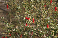 Correa reflexa scabridula