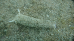 Plakobranchus ocellatus