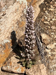 Orostachys thyrsiflora
