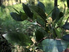 Triflorensia cameronii