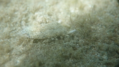 Plakobranchus ocellatus