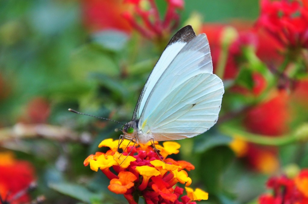 Mariposa blanca de ojos verdes (MARIPOSAS DE SAN ANTONIO DEL TEQUENDAMA) ·  iNaturalist