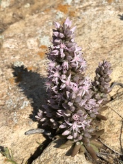 Orostachys thyrsiflora