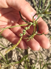 Stillingia linearifolia