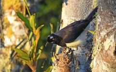 Cyanocorax affinis