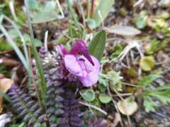 Pedicularis kerneri