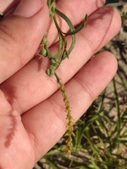 Stillingia linearifolia