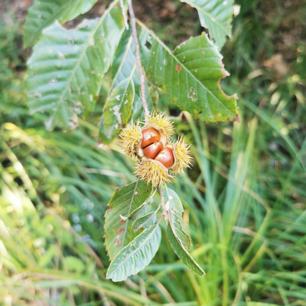 Chinese Dwarf Chestnut