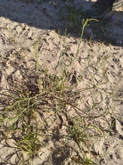 Stillingia linearifolia