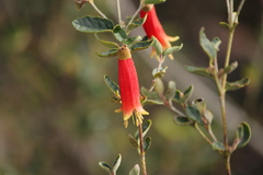 Correa reflexa scabridula