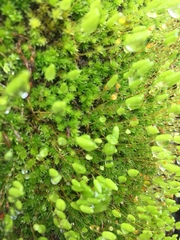 Leptostomum macrocarpum