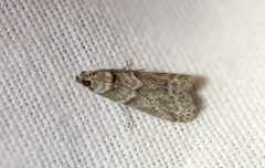 Dioryctria mendacella