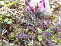 Pedicularis kerneri