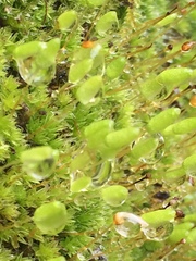 Leptostomum macrocarpum