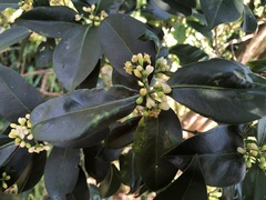 Triflorensia cameronii