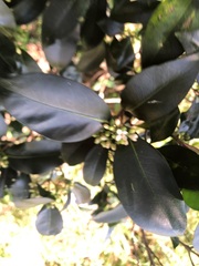 Triflorensia cameronii