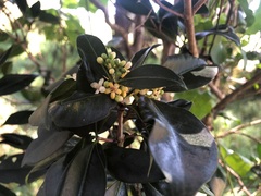 Triflorensia cameronii