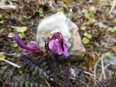 Pedicularis kerneri
