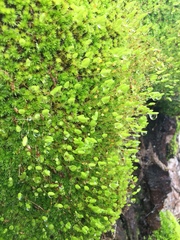 Leptostomum macrocarpum