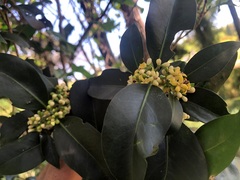 Triflorensia cameronii